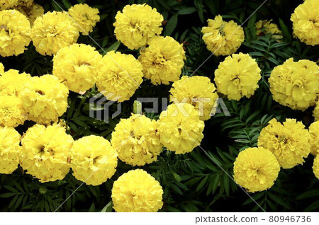 Yellow Calendula or Marigold Flowers in Garden Yellow Calendula or Marigold Flowers in Garden 80946736