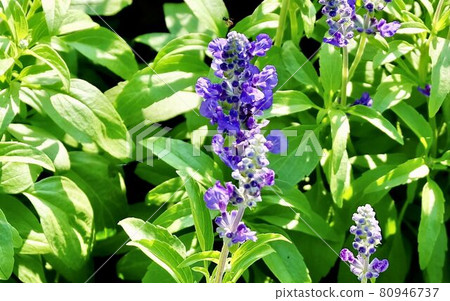 Purple Sage Flowers or Salvia Officinalis Flowers Purple Sage Flowers or Salvia Officinalis Flowers 80946737