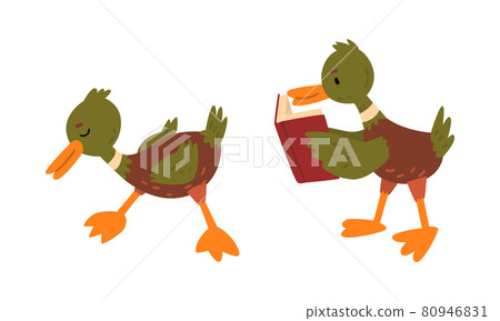 Male Mallard Duck with Orange Bill Standing and Reading Book Vector Set 80946831
