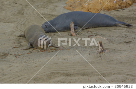 Elephant and Harbor Seals on a beach of the Pacific Ocean in San Luis Obispo County, California  80946938