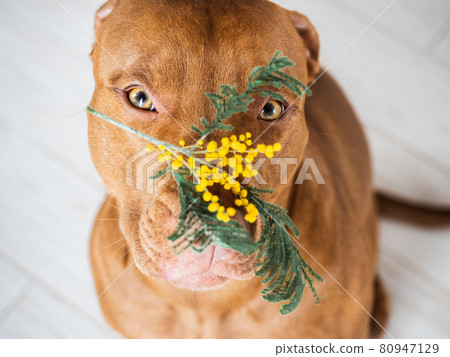 Charming puppy of brown color and bright flowers 80947129