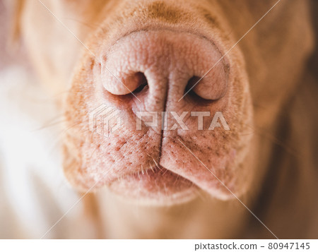 Lovable, pretty puppy of brown color. Close-up Lovable, pretty puppy of brown color. Close-up 80947145