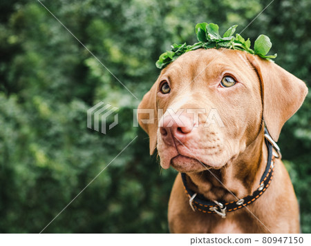 Lovable, pretty puppy of chocolate color. Close-up 80947150