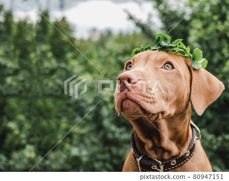 Lovable, pretty puppy of chocolate color. Close-up 80947151