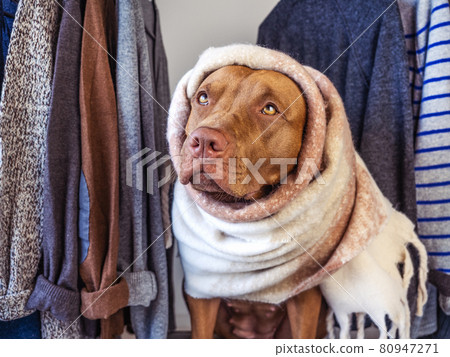 Lovable, pretty puppy of chocolate color. Close-up Lovable, pretty puppy of chocolate color. Close-up 80947271