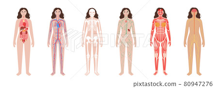 Human body systems Human body systems 80947276