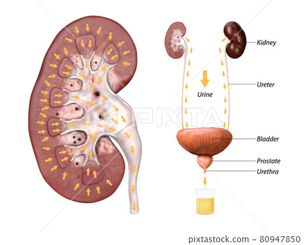 Scientific medical illustration of incision through the kidney, drainage of urine from the kidney and bladder anatomy 3d render, 2d graphic Scientific medical illustration of incision through the kidney, drainage of urine from the kidney and bladder anatomy 3d render, 2d graphic 80947850