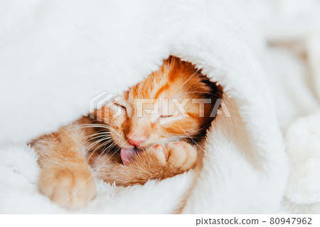 Cute ginger kitten sleeps Cute ginger kitten sleeps 80947962