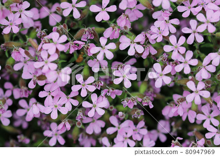 Purple rock cress flowers in close up Purple rock cress flowers in close up 80947969