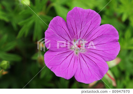 Pink bloody cranesbill flower close up Pink bloody cranesbill flower close up 80947970