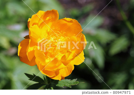 Orange hybrid globeflower flower in close up Orange hybrid globeflower flower in close up 80947971