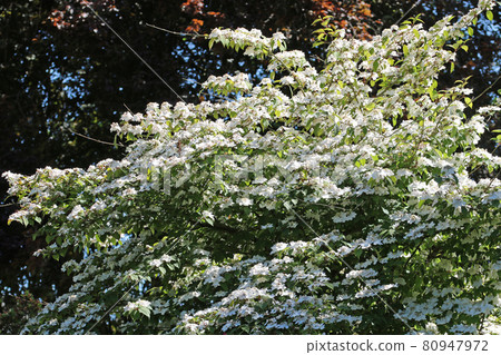 Early season Japanese snowball bush white flowers 80947972