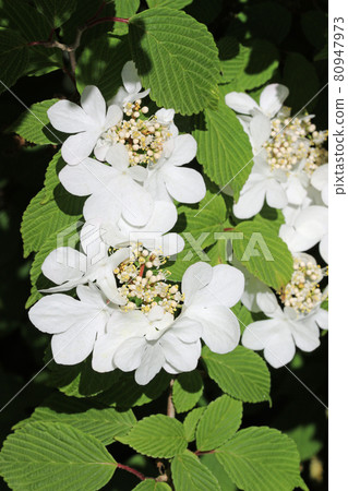Early season Japanese snowball bush white flowers 80947973
