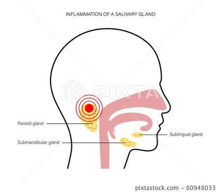 Salivary gland concept Salivary gland concept 80948033