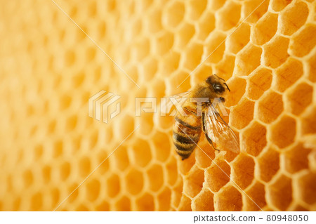 Macro photo of a bee on a honeycomb. National honey bee day. September honey month 80948050