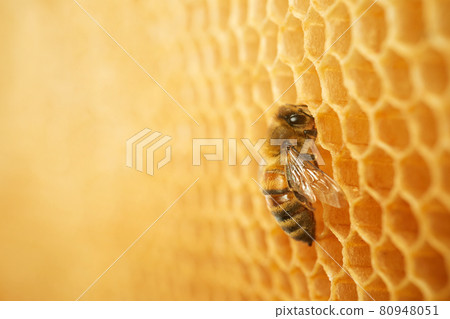 Macro photo of a bee on a honeycomb. National honey bee day. September honey month. 80948051