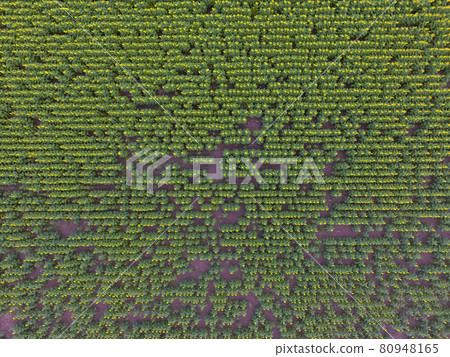 Sunflower cultivation, Aerial view, in pampas region, Argentina Sunflower cultivation, Aerial view, in pampas region, Argentina 80948165