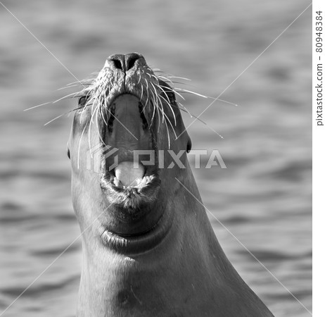 Sea Lion female , Patagonia Argentina 80948384