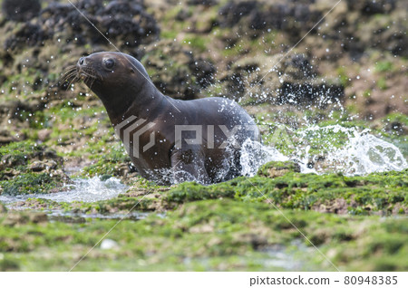 Baby sea lion , Patagonia Argentina 80948385