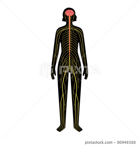 Human nervous system Human nervous system 80948388