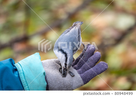 The Eurasian nuthatch eats seeds from a palm. Hungry wood nuthatch eating seeds from a hand during autumn 80948499