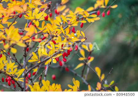 Red berries of barberry on a bush branch close-up. Barberry bush in the autumn garden. 80948500