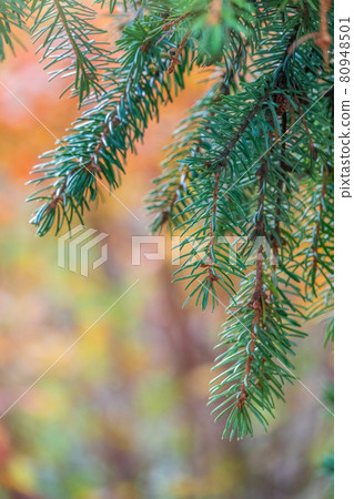 Background of green spruce branches in sunset light Background of green spruce branches in sunset light 80948501
