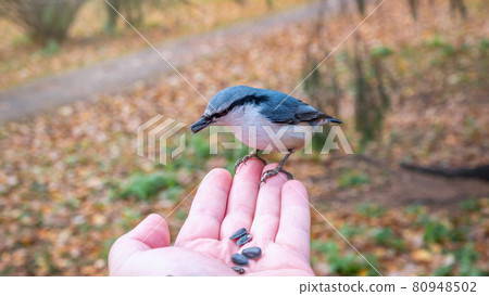 The Eurasian nuthatch eats seeds from a palm. Hungry wood nuthatch eating nuts from a hand during autumn The Eurasian nuthatch eats seeds from a palm. Hungry wood nuthatch eating nuts from a hand during autumn 80948502