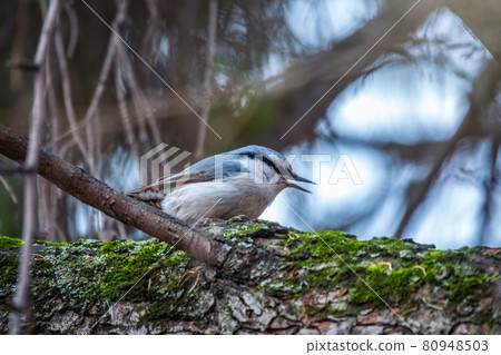 Eurasian nuthatch or wood nuthatch, lat. Sitta europaea, sitting on a tree branches with a blurred background. Eurasian nuthatch or wood nuthatch, lat. Sitta europaea, sitting on a tree branches with a blurred background. 80948503