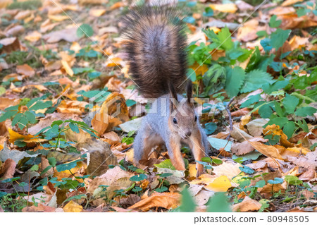 Squirrel in autumn hides nuts on the green grass with fallen yellow leaves Squirrel in autumn hides nuts on the green grass with fallen yellow leaves 80948505