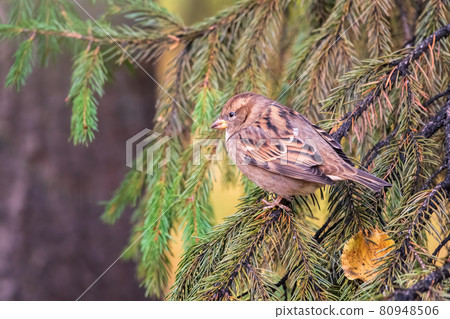 Sparrow sits on a fir branch in the sunset light. Sparrow on a branch in the autumn Sparrow sits on a fir branch in the sunset light. Sparrow on a branch in the autumn 80948506