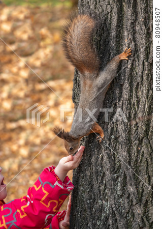Girl feeds a squirrel with nuts in an autumn park. Girl feeds a squirrel with nuts in an autumn park. 80948507