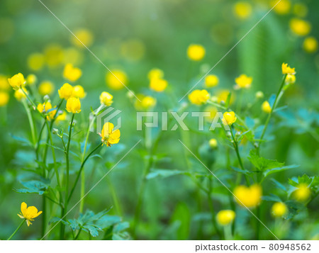 Yellow flowers of buttercup mountain Ranunculus montanus. Yellow flowers of buttercup mountain Ranunculus montanus. 80948562