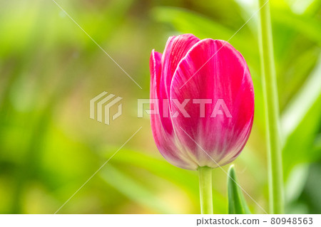 Colorful red tulips blossom in spring garden Colorful red tulips blossom in spring garden 80948563