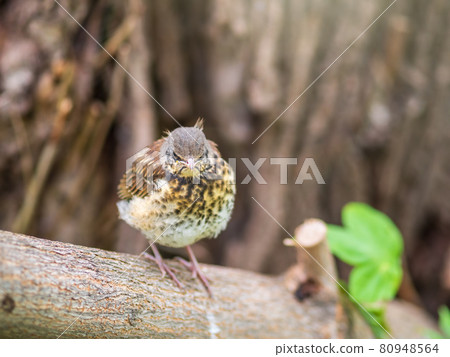 A fieldfare chick, Turdus pilaris, has left the nest and is sitting on a branch. A chick of fieldfare sitting and waiting for a parent on a branch. A fieldfare chick, Turdus pilaris, has left the nest and is sitting on a branch. A chick of fieldfare sitting and waiting for a parent on a branch. 80948564