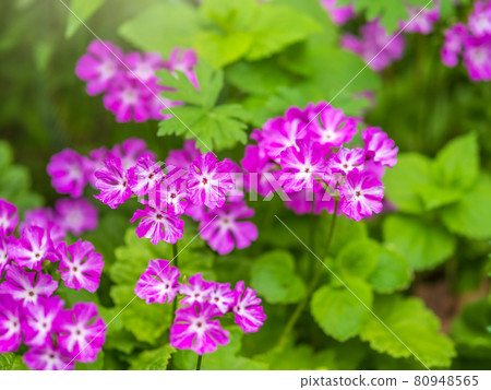 Japanese primrose, Primula sieboldii, Known also as Asiatic primrose and Cortusoides primula. Another scientific name is Primula patens. Japanese primrose, Primula sieboldii, Known also as Asiatic primrose and Cortusoides primula. Another scientific name is Primula patens. 80948565