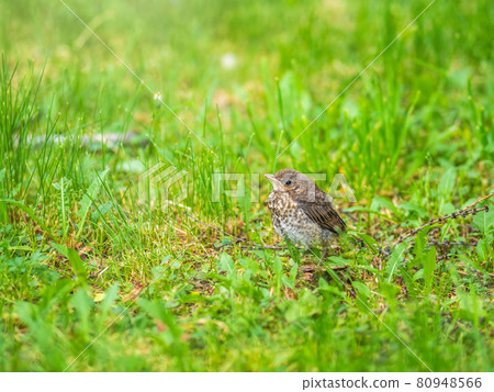 A fieldfare chick, Turdus pilaris, has left the nest and sitting on the spring lawn. A fieldfare chick sits on the ground and waits for food from its parents. 80948566