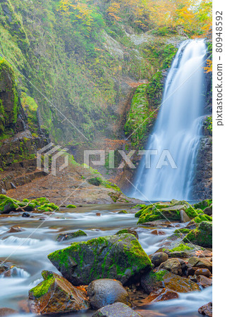 秋秋穗大喜[宮城縣] 80948592