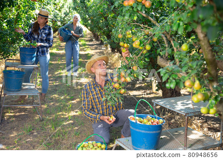 Three workers picking pears 80948656