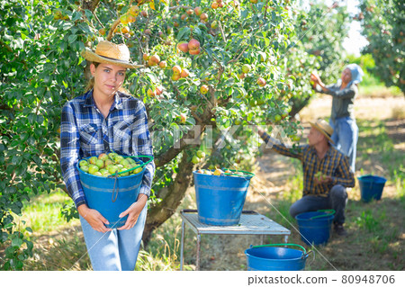 Girl, man and woman harvesting pears 80948706
