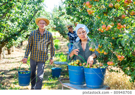 Focused farmers picking ripe pears in orchard Focused farmers picking ripe pears in orchard 80948708