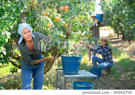 Girl, man and woman harvesting pears 80948709
