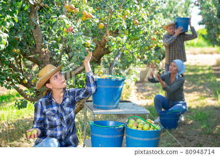Group of people picking pears 80948714