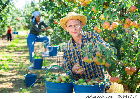 Man and woman harvesting pears 80948717