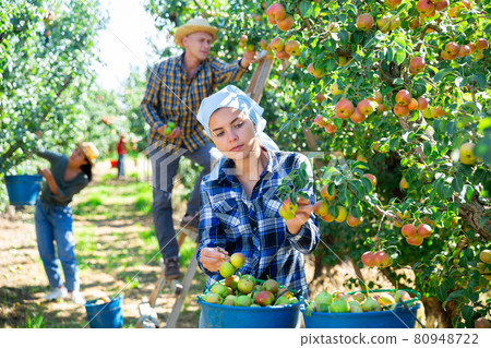 Young woman gathering harvest of ripe pears Young woman gathering harvest of ripe pears 80948722