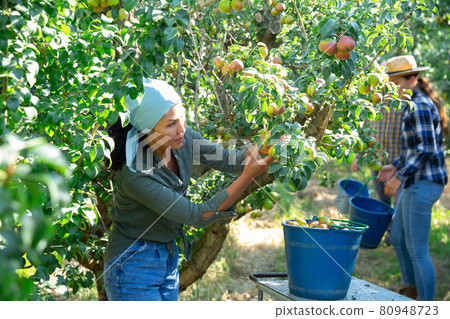 Female farmer picking ripe pears in orchard Female farmer picking ripe pears in orchard 80948723