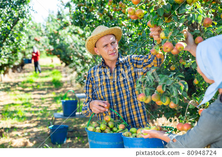 Man and woman harvesting pears 80948724