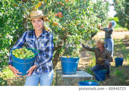 Woman posing near buckets with harvested pears Woman posing near buckets with harvested pears 80948725