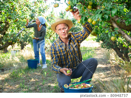 Two workers picking pears from trees 80948737