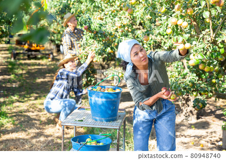 Female farmer picking ripe pears in orchard Female farmer picking ripe pears in orchard 80948740